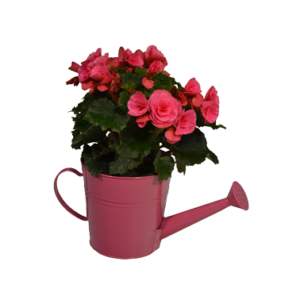 Watering Can