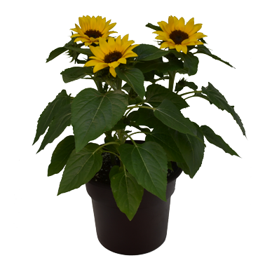 Sunflower Planter
