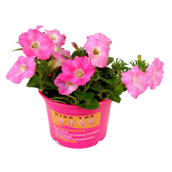 Wave Petunias
