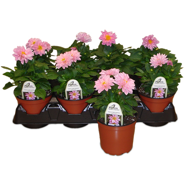 Premium 5" Annuals