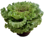 Flowering Kale