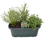 Herb Planter