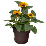 10" Sunflower Planter