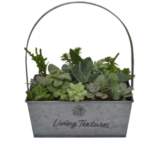 Succulent Tin