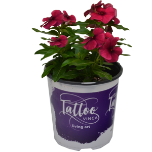Other Potted Annuals